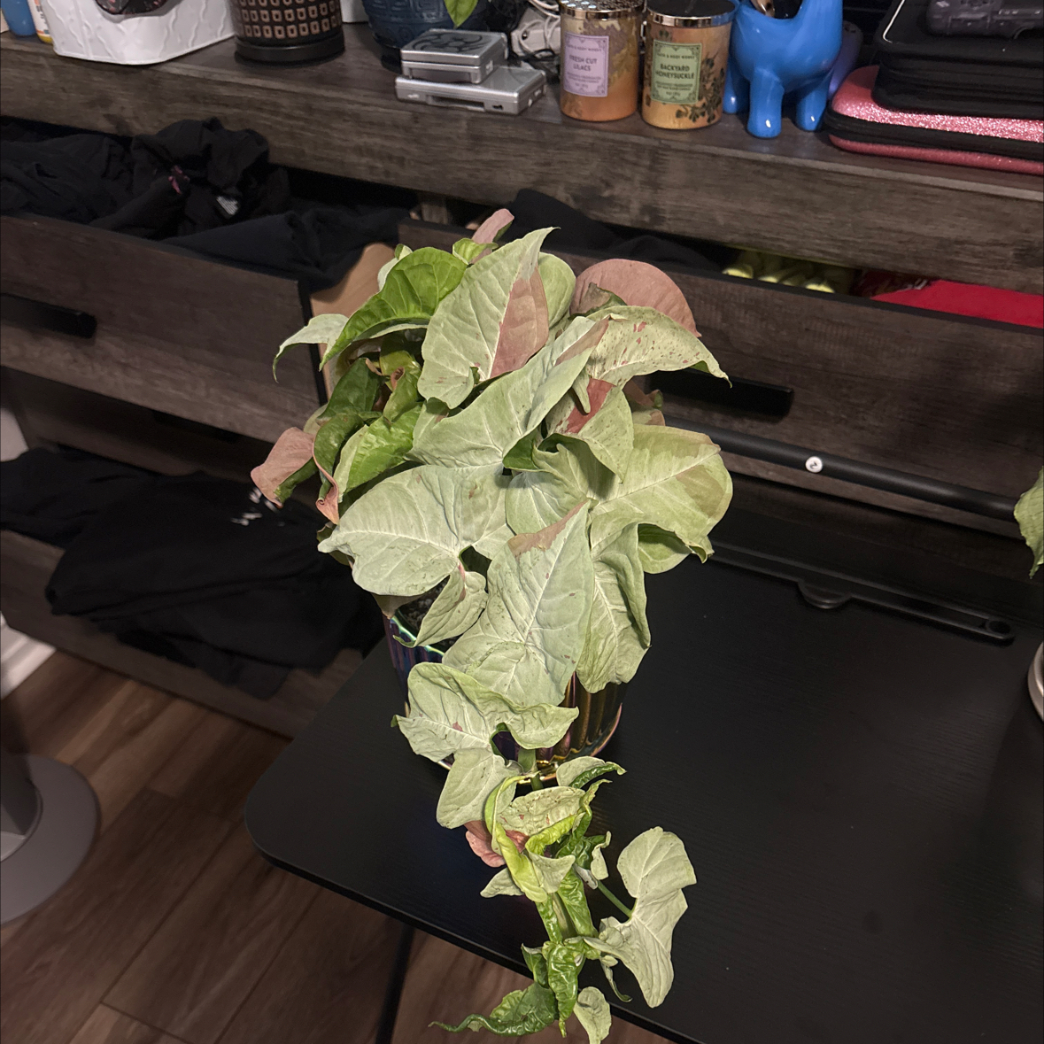 Photo of the plant species Syngonium 'Milk Confetti' by @Saro0899 named Mochi on Greg, the plant care app