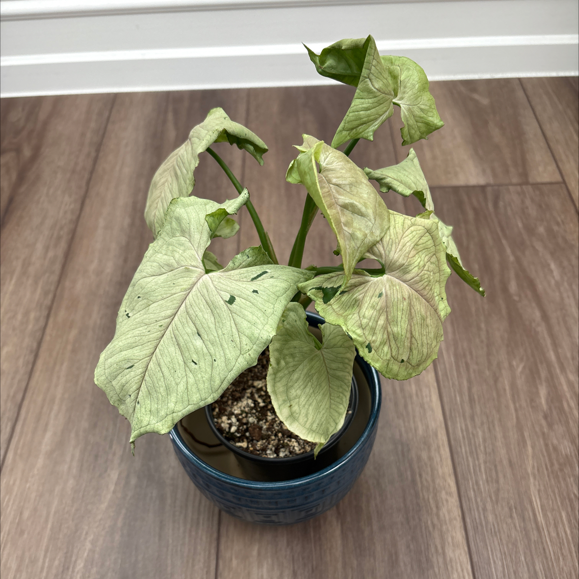Photo of the plant species syngonium green splash by @Saro0899 named Link on Greg, the plant care app