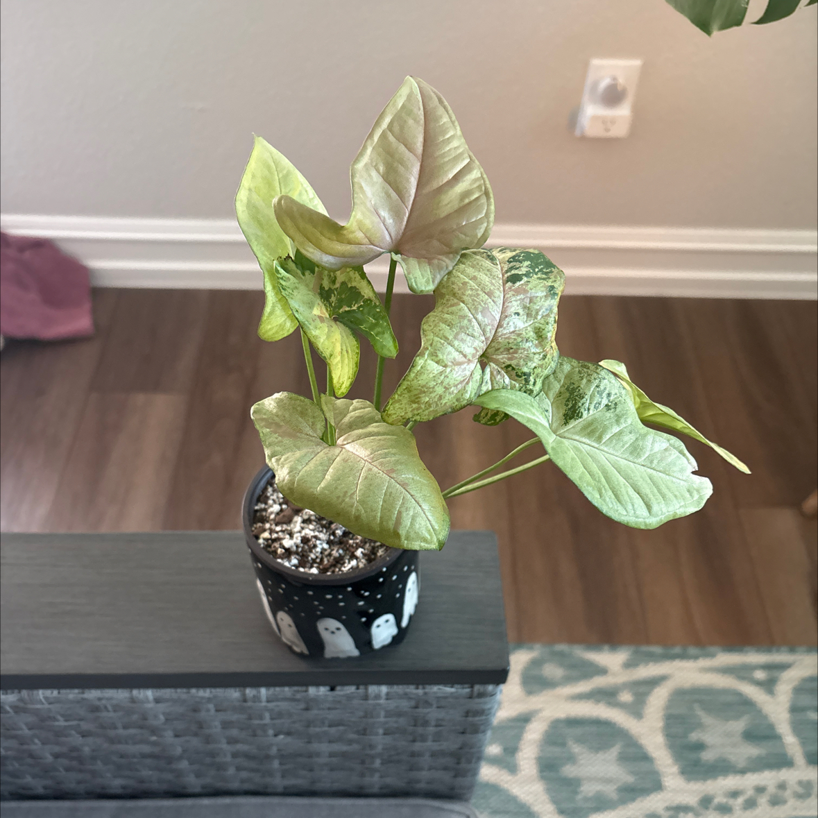 Photo of the plant species Syngonium Confetti Tricolor by @Saro0899 named Dani on Greg, the plant care app