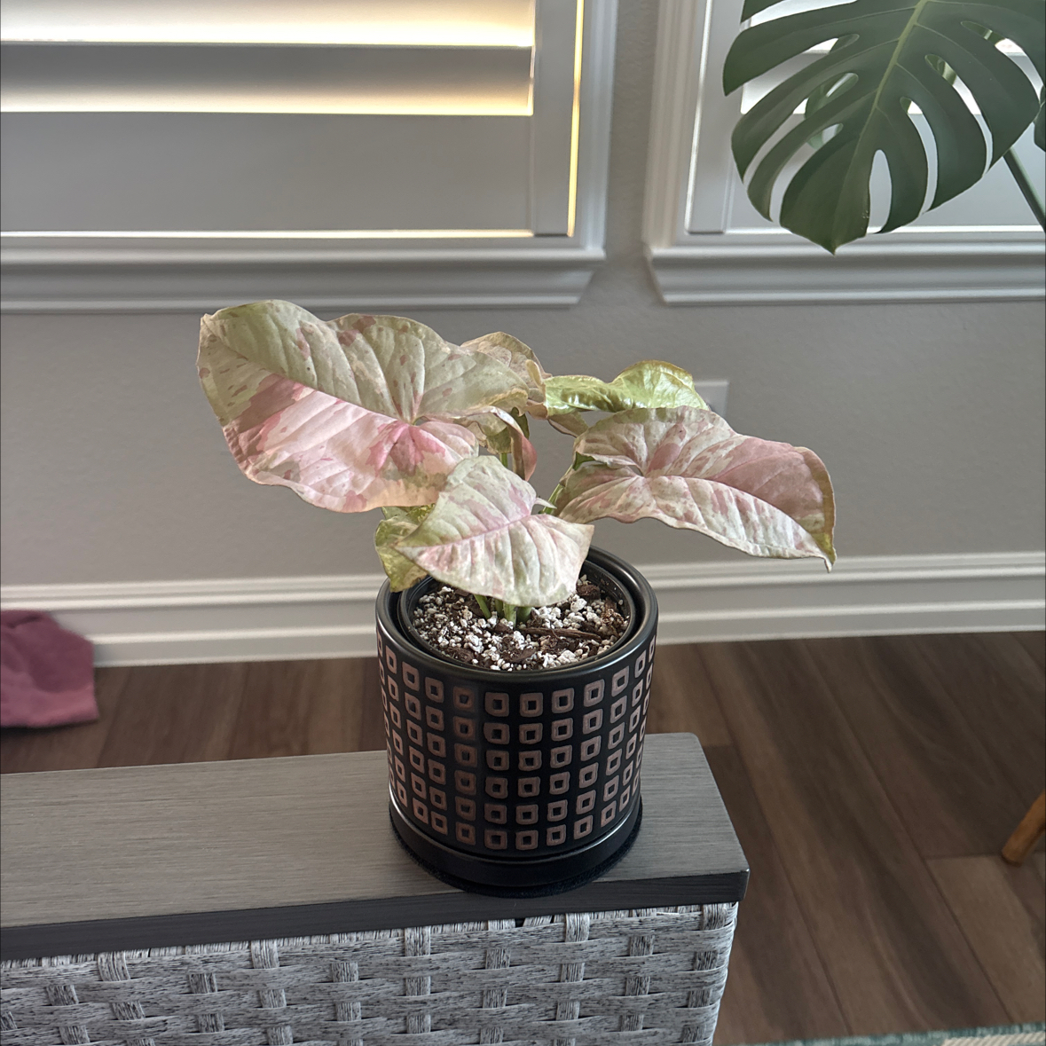 Photo of the plant species Syngonium 'Pink Spot' by @Saro0899 named Paloma on Greg, the plant care app