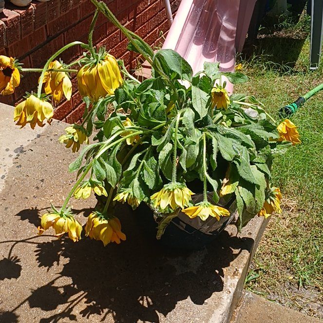 Photo of the plant species Rudbeckia 'Ruby Ruby' by @HeroineCashew22 named Luna on Greg, the plant care app