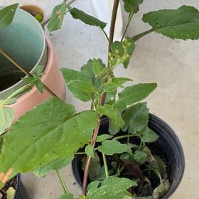 Photo of the plant species Lateflowering Goosefoot by @FrontpageApple2 named Maya on Greg, the plant care app