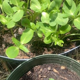 Photo of the plant species Mammoth Sunflower by @NewRaspfern69 named Sunny on Greg, the plant care app