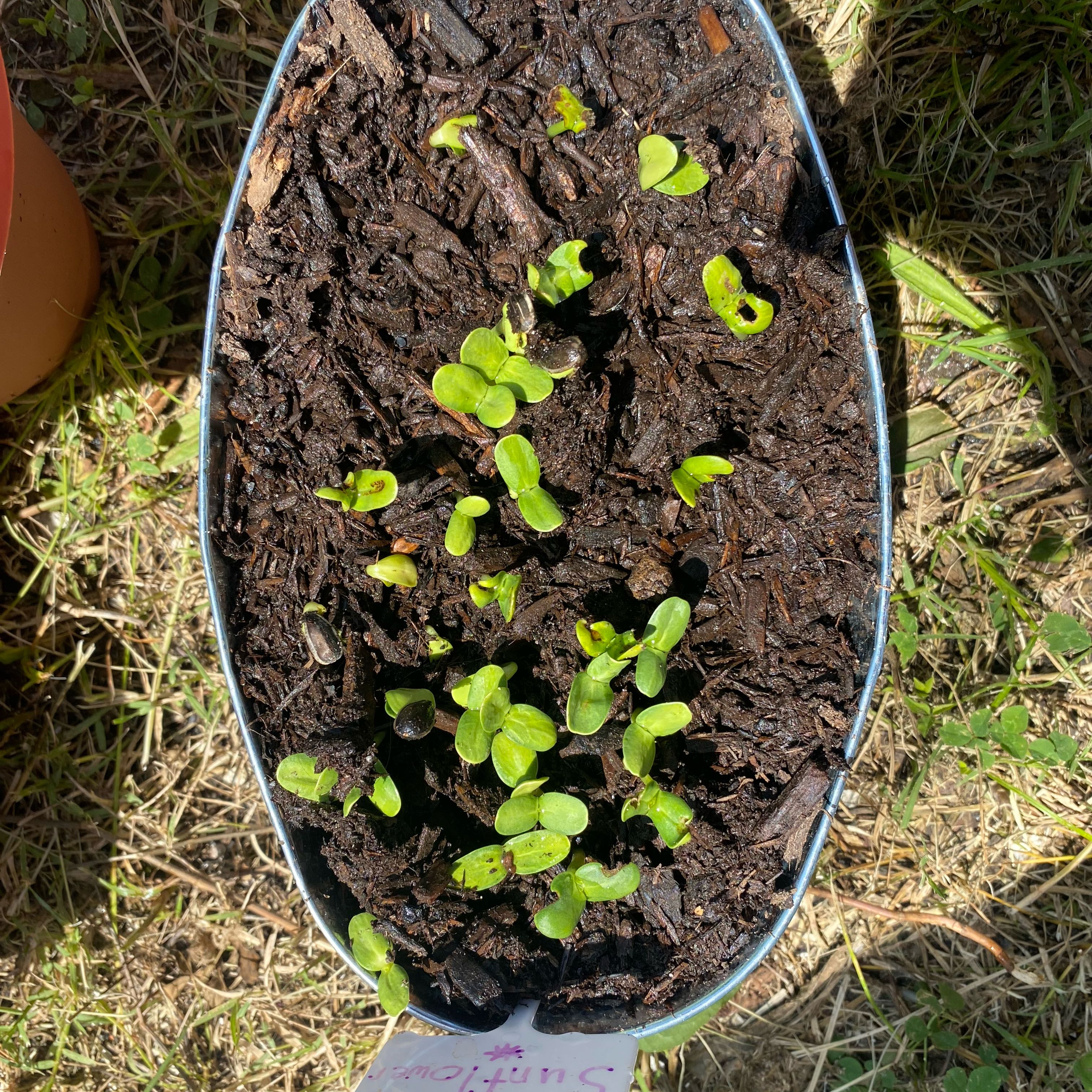 Photo of the plant species Snow Alyssum by @NewRaspfern69 named Delilah on Greg, the plant care app