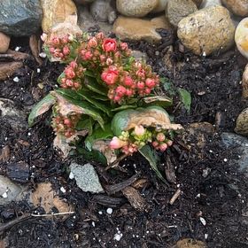 Photo of the plant species Spreading Stonecrop by @VipAvocado44 named James Dean on Greg, the plant care app