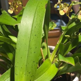Photo of the plant species Mountain Flax by @AnewRedcardinal named Darwin on Greg, the plant care app