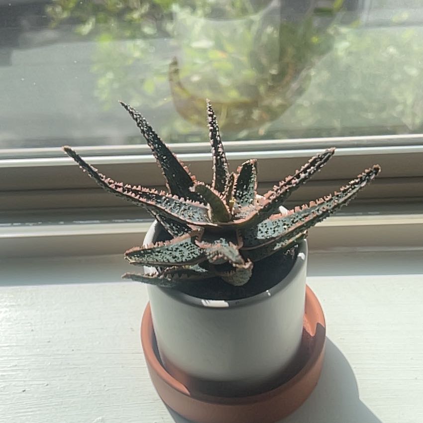Photo of the plant species Aloe 'Christmas Carol' by @WatDaSucc named Sproutacus on Greg, the plant care app