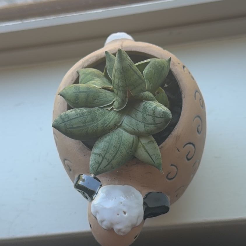 Photo of the plant species Sansevieria ‘Dwarf Boncel’ by @WatDaSucc named BAAAAAAAHHHH on Greg, the plant care app