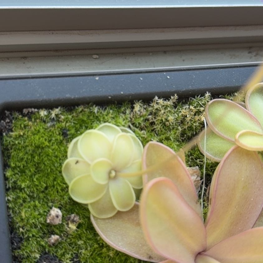 Photo of the plant species Mexican Butterwort by @WatDaSucc named Butt on Greg, the plant care app