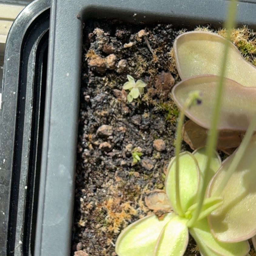 Photo of the plant species Common Butterwort by @WatDaSucc named Orlando Bloom on Greg, the plant care app