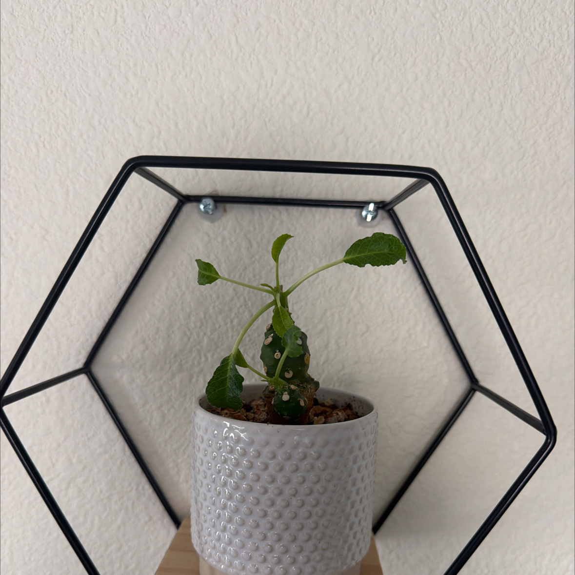 Photo of the plant species Dorstenia by @WatDaSucc named Dolores on Greg, the plant care app