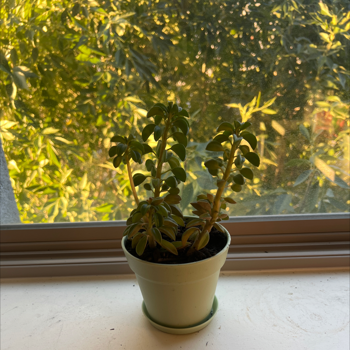 Photo of the plant species Peperomia asperula by @WatDaSucc named Banana tree on Greg, the plant care app