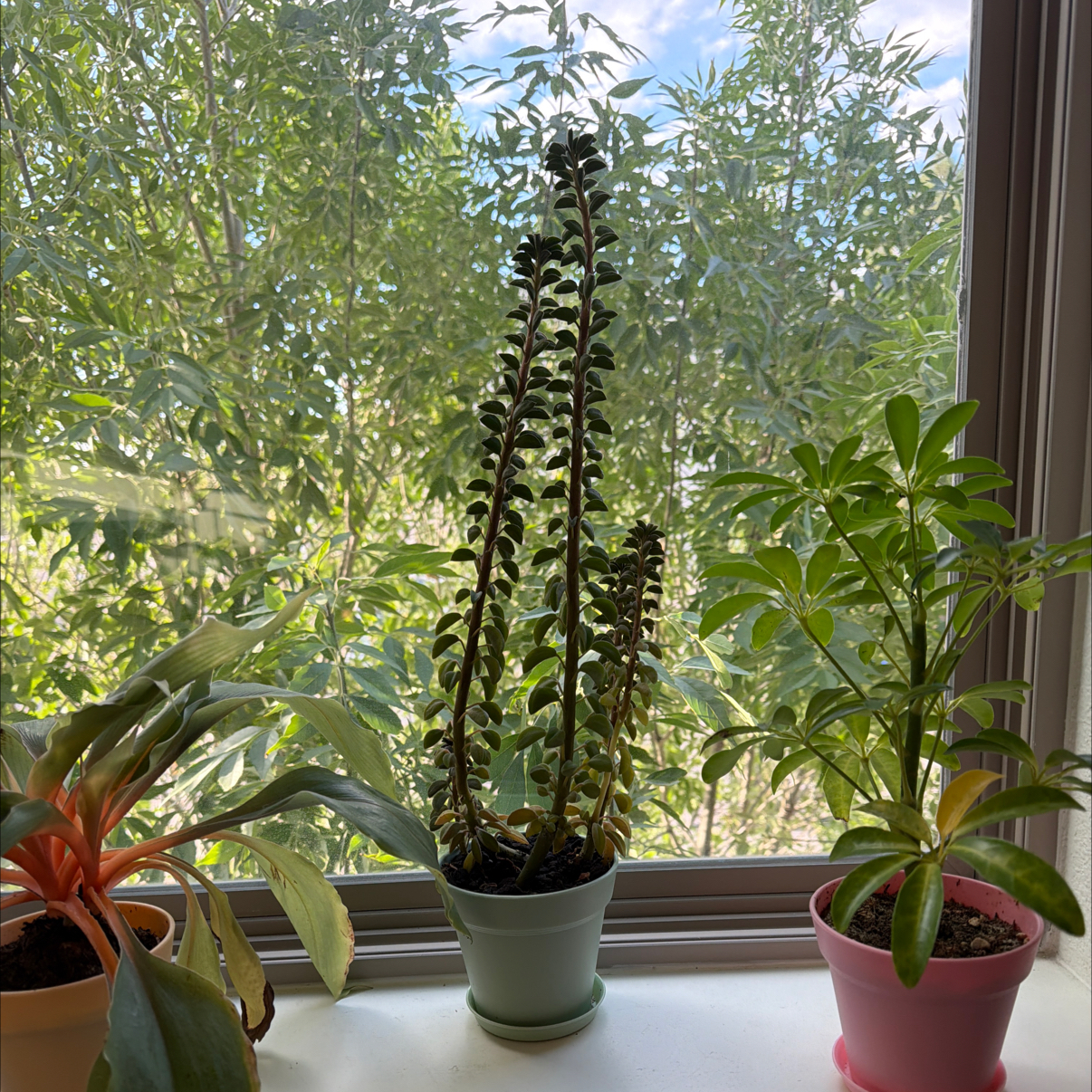 Photo of the plant species Peperomia asperula by @WatDaSucc named Banana tree on Greg, the plant care app