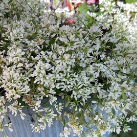 Photo of the plant species Euphorbia 'Diamond Frost' by @BabyMango41 named Emerson on Greg, the plant care app