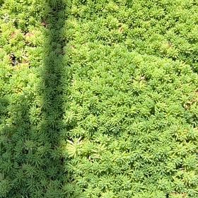 Photo of the plant species Spiky Bog-Moss by @SuitableHenbane named Nemo on Greg, the plant care app