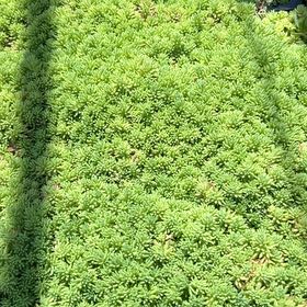 Photo of the plant species White Moss by @SuitableHenbane named Forrest on Greg, the plant care app
