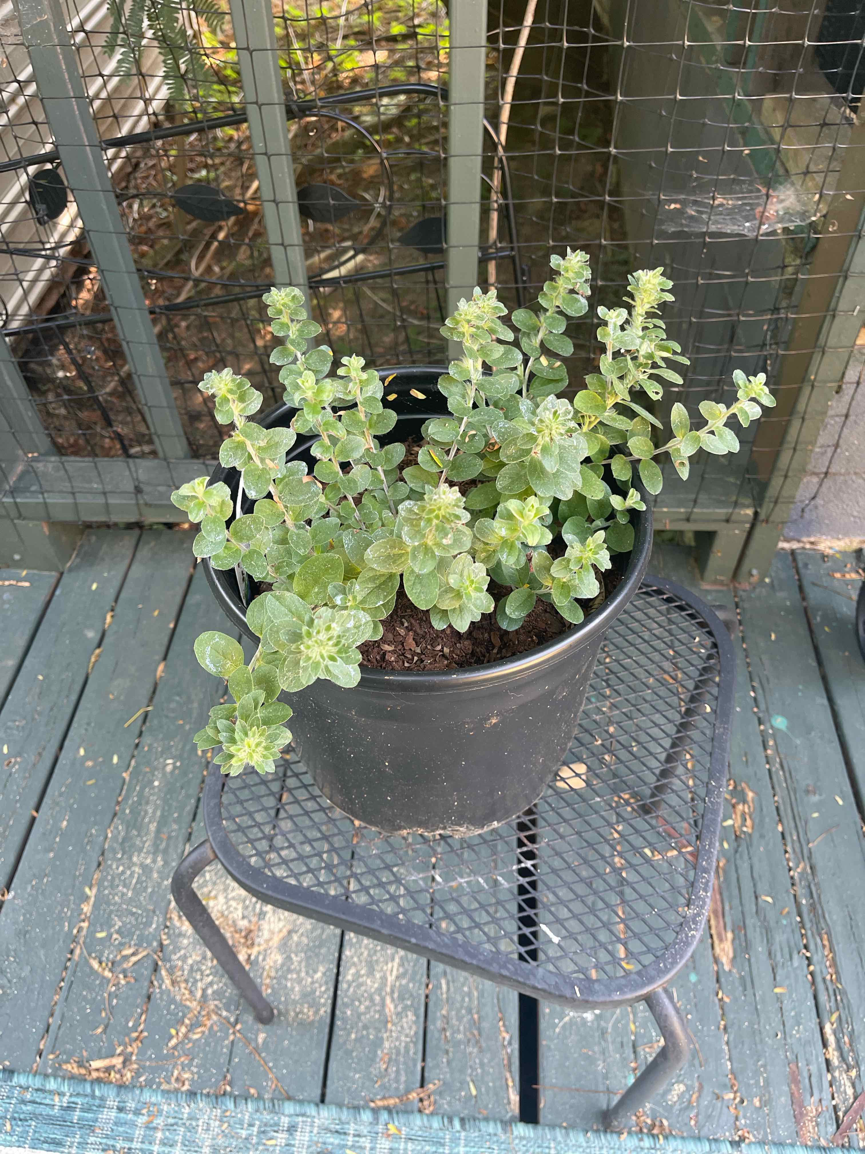 Photo of the plant species Evolvulus 'Blue My Mind®' by @HomelyTievine20 named Coco on Greg, the plant care app