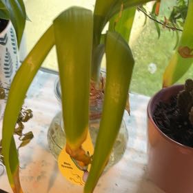 Photo of the plant species White Hyacinth by @HomelyTievine20 named Maya on Greg, the plant care app