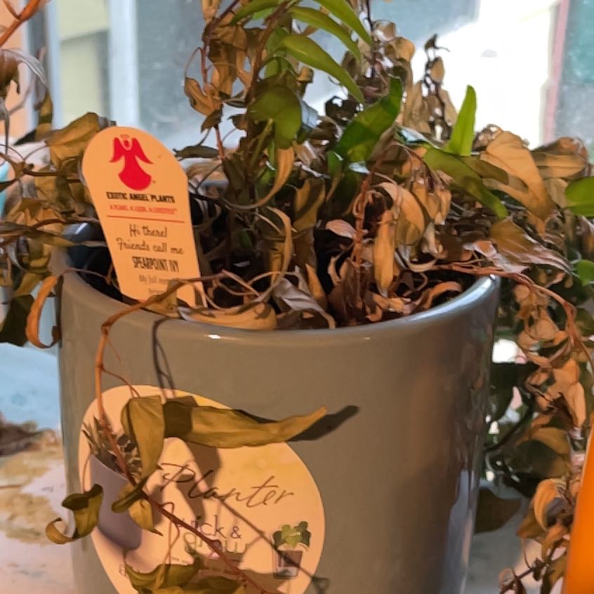 Photo of the plant species Spearpoint Ivy by @HomelyTievine20 named ChloroPhil on Greg, the plant care app