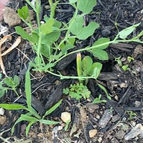 Photo of the plant species Beach Pea by @AgelessDaisy94 named Kendall on Greg, the plant care app
