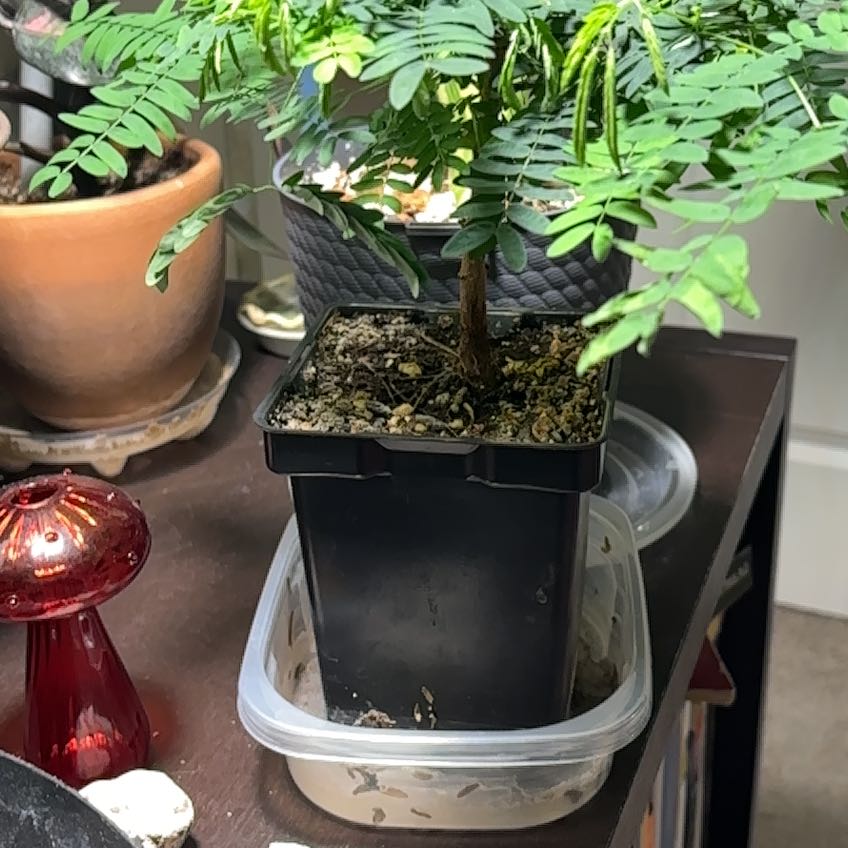 Photo of the plant species Acacia by @GemHope30 named Sir Plancelot on Greg, the plant care app