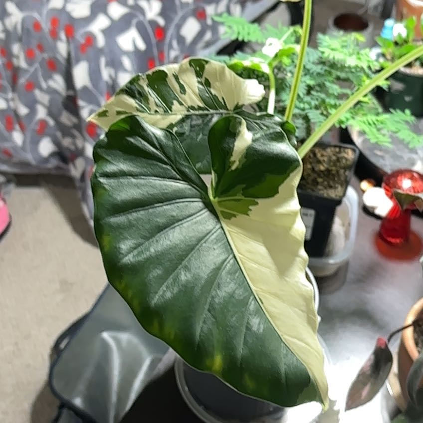 Photo of the plant species Okinawa by @GemHope30 named Sanders on Greg, the plant care app