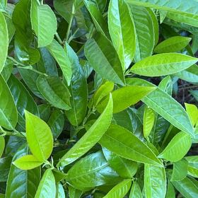 Photo of the plant species Cherry Laurel by @BigMostii91 named Luna on Greg, the plant care app