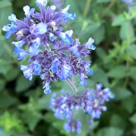 Photo of the plant species Northern Shorewort by @BigMostii91 named Oscar on Greg, the plant care app