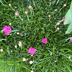 Photo of the plant species Armeria Maritima by @BigMostii91 named Lavender on Greg, the plant care app