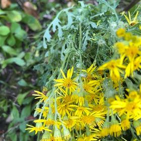 Photo of the plant species Senecio Jacobaea by @BigMostii91 named Emerson on Greg, the plant care app