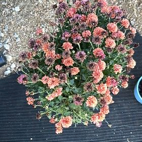 Photo of the plant species Garden Mum 'Leo' by @GemAlbo37 named Emerson on Greg, the plant care app
