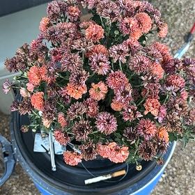 Photo of the plant species Garden Mum 'Leo' by @GemAlbo37 named Bigleef Smalls on Greg, the plant care app