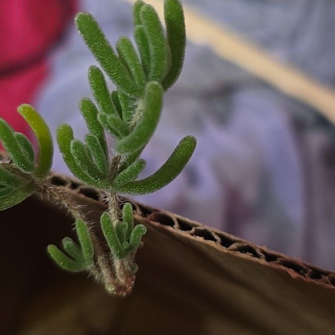 Photo of the plant species Showy Dewflower by @MoneyedSalad23 named Stella on Greg, the plant care app