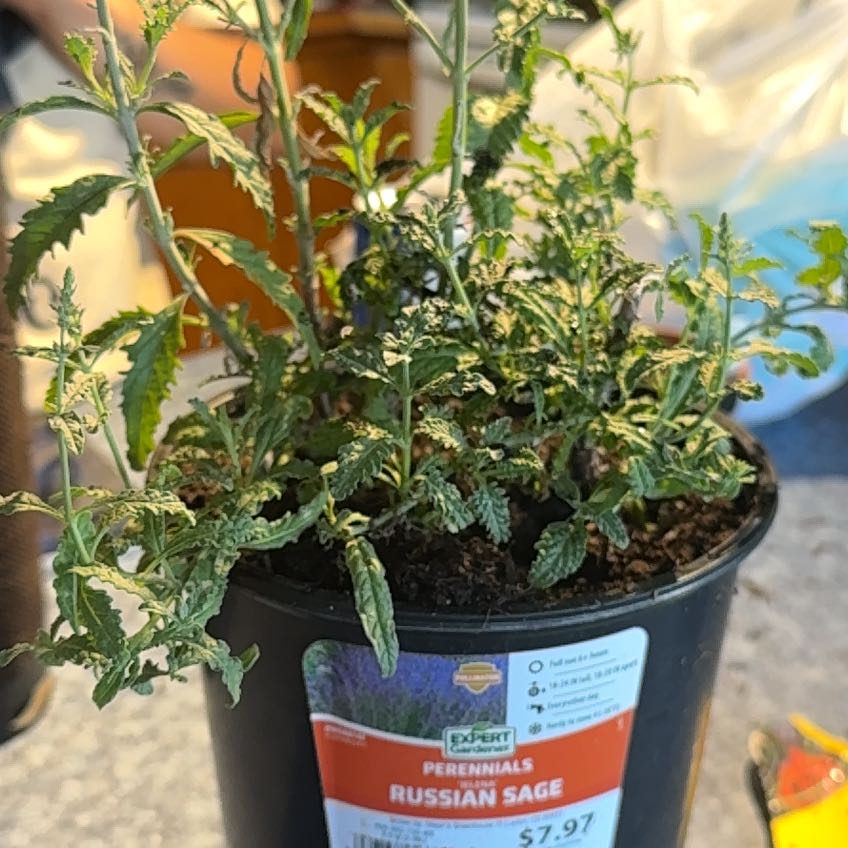 Photo of the plant species Russian Sage 'Jelena' by @IconKoa37 named Beckham on Greg, the plant care app