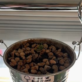 Photo of the plant species Colorado Blue Spruce by @CaringPothos72 named Bruce the Blue Spruce on Greg, the plant care app