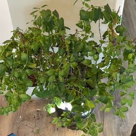 Photo of the plant species Lilac Bush by @CaringPothos72 named Rihanna on Greg, the plant care app