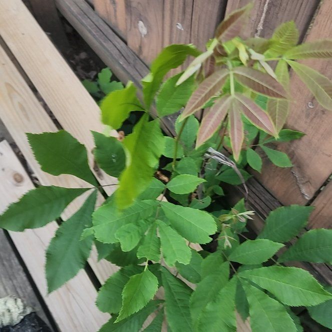 Photo of the plant species Bitternut Hickory by @HeritorMaypop31 named Captain Plant-it on Greg, the plant care app