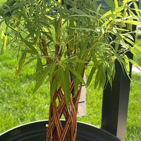 Photo of the plant species braided willow by @LargeGinseng33 named Dolores on Greg, the plant care app