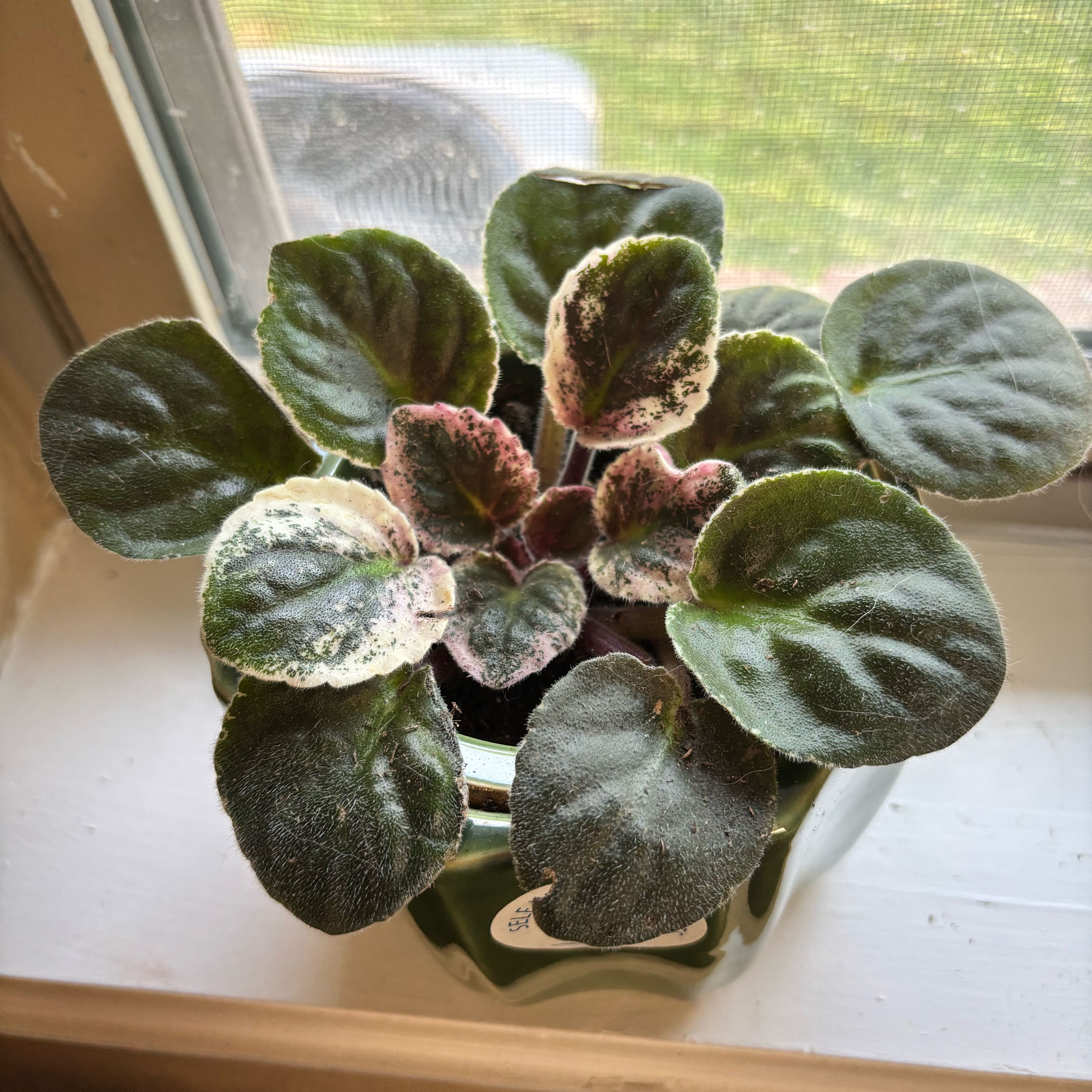 Photo of the plant species african violet hovariagata by @jam41 named Harry on Greg, the plant care app