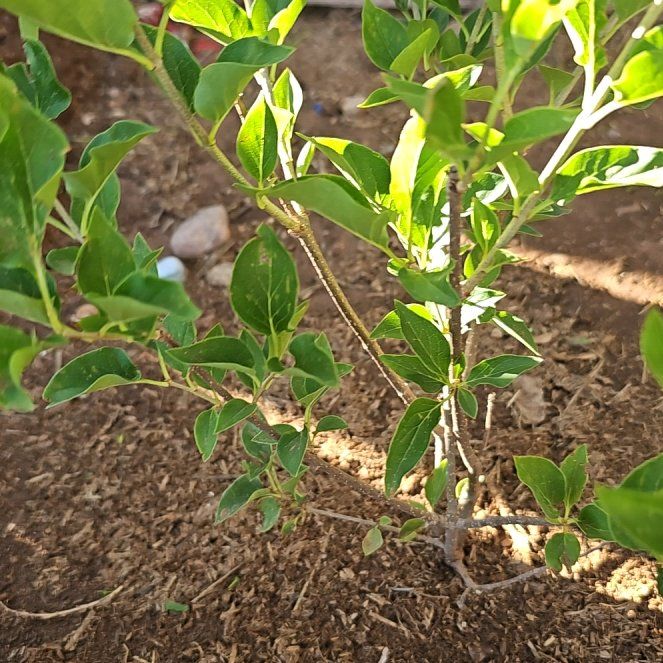 Photo of the plant species Lilac Bush by @FreshSalsa33 named Gaga on Greg, the plant care app