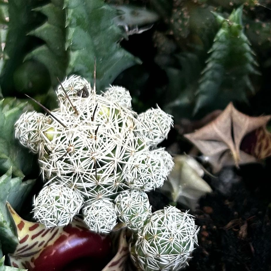 Photo of the plant species Pineapple Cactus by @HipAlbo31 named Daphne on Greg, the plant care app
