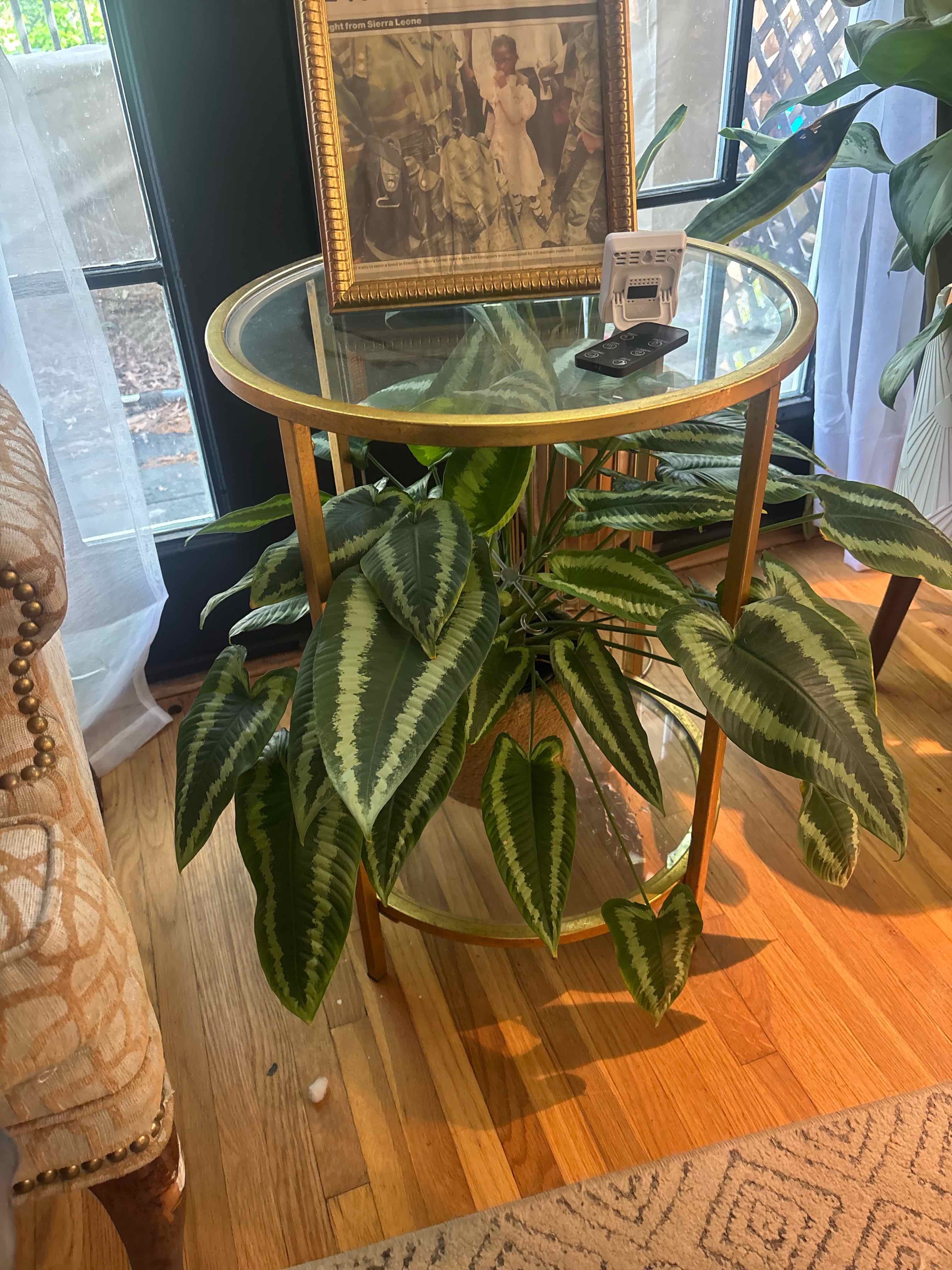 Photo of the plant species Schismatoglottis wallichii by @FirmFoundation named Robert Plant on Greg, the plant care app