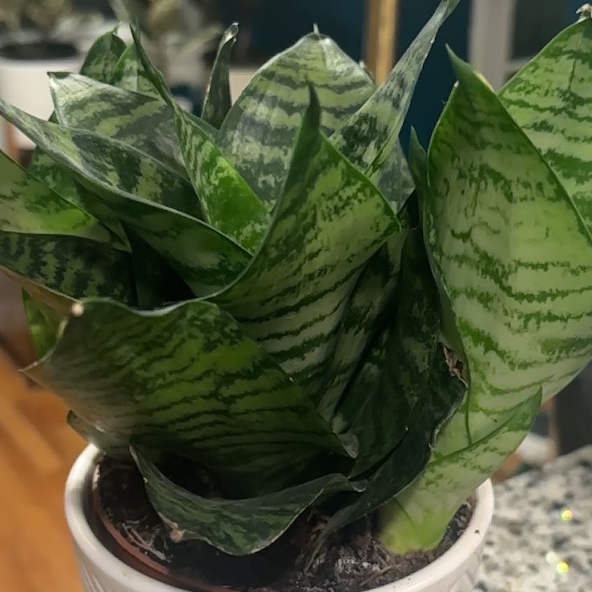 Photo of the plant species Forest Star Snake Plant by @FirmFoundation named Kylie on Greg, the plant care app