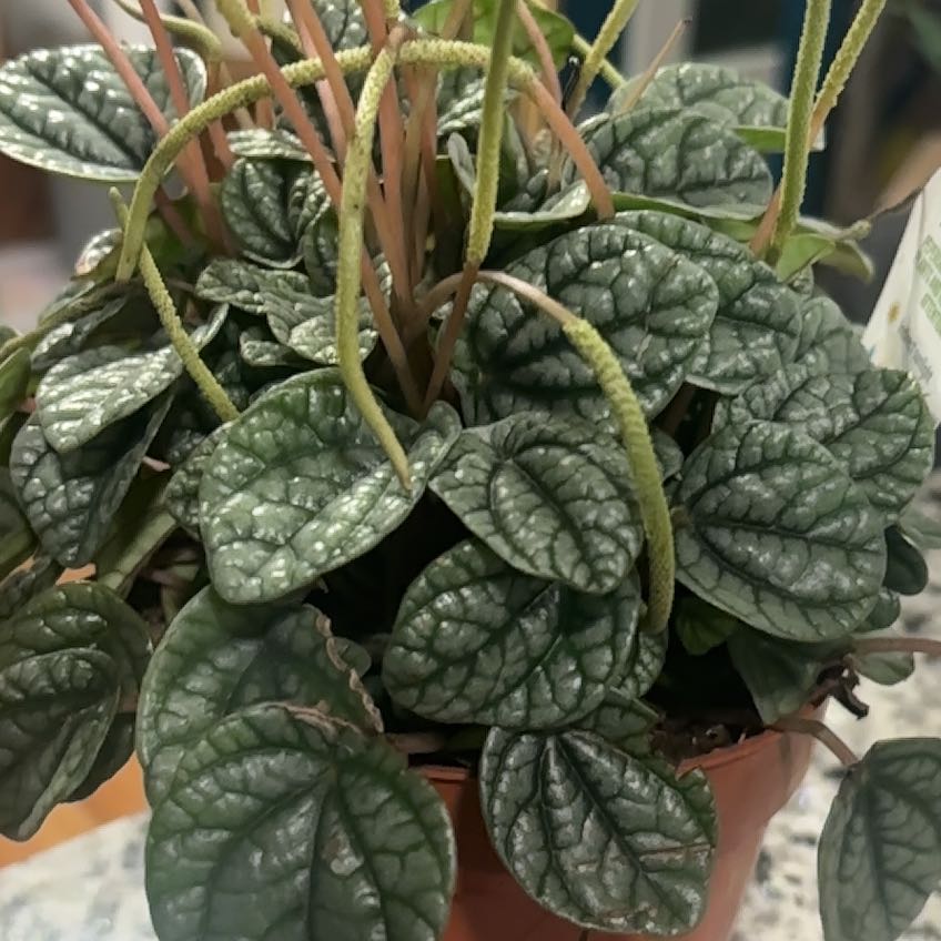 Photo of the plant species Peperomia Greyhound by @FirmFoundation named Willow on Greg, the plant care app