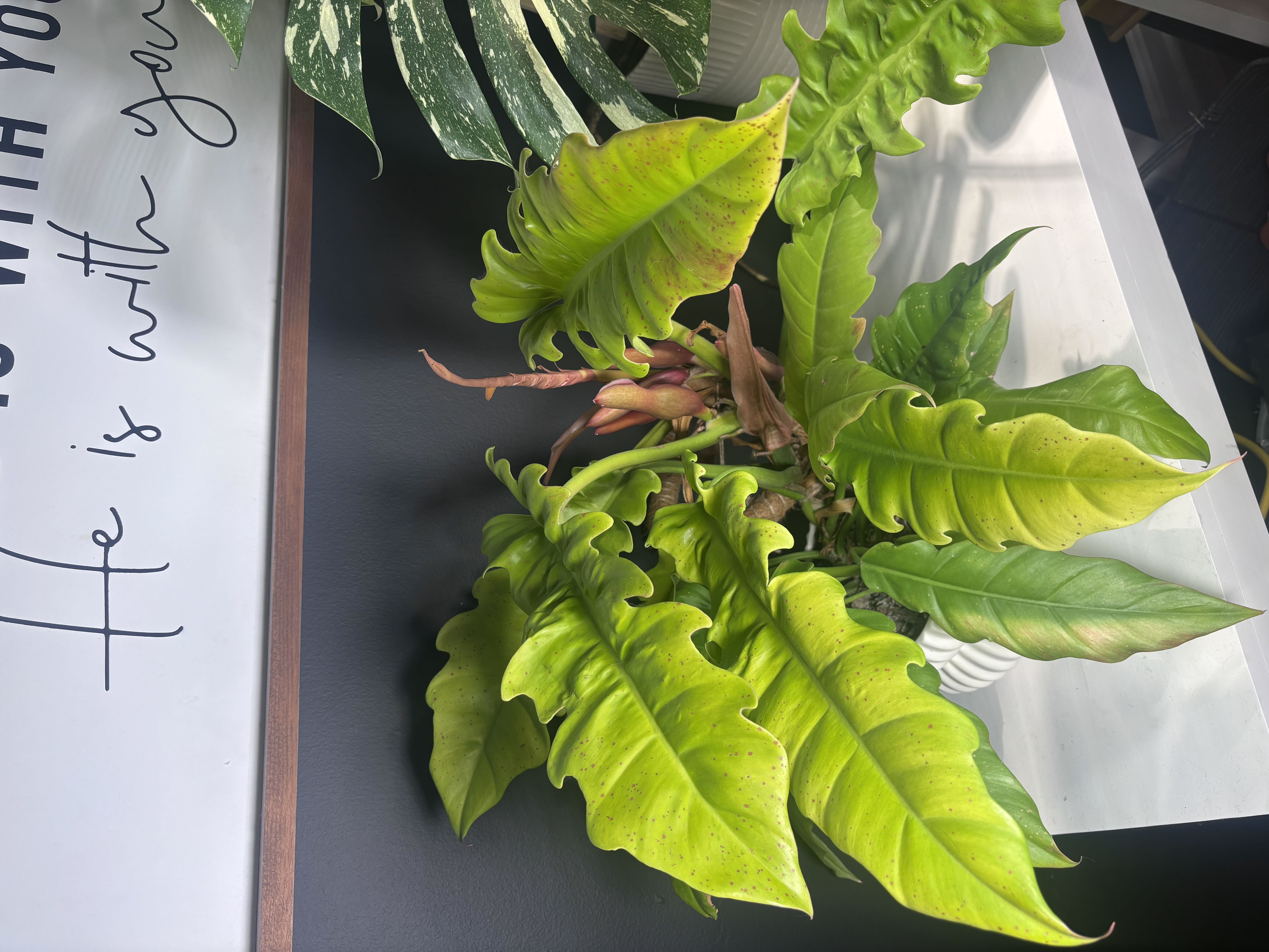 Photo from the post