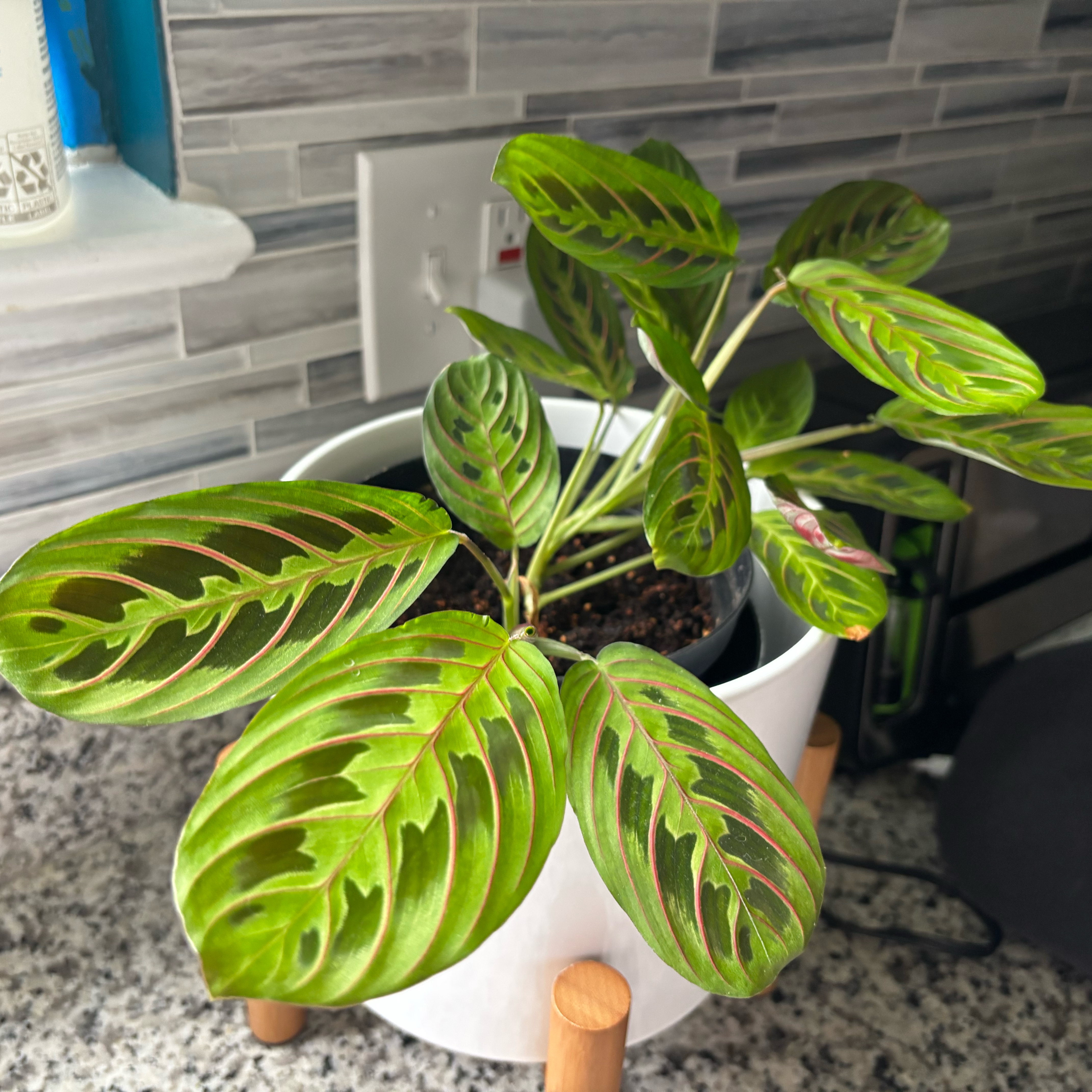 Photo of the plant species Red prayer by @FirmFoundation named Joanna on Greg, the plant care app