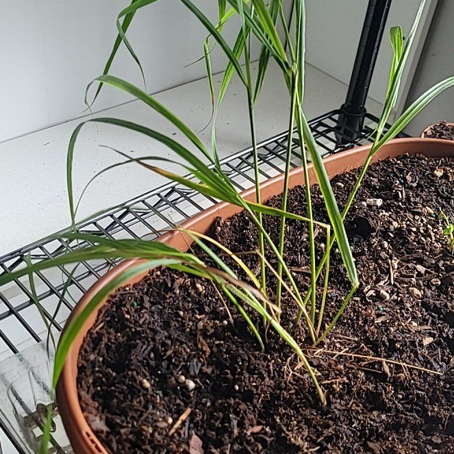 Photo of the plant species Sweet Grass by @KeyZinnia48 named Dax on Greg, the plant care app