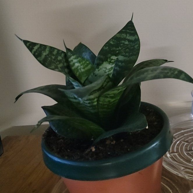 Photo of the plant species Forest Star by @KeyZinnia48 named Nova on Greg, the plant care app