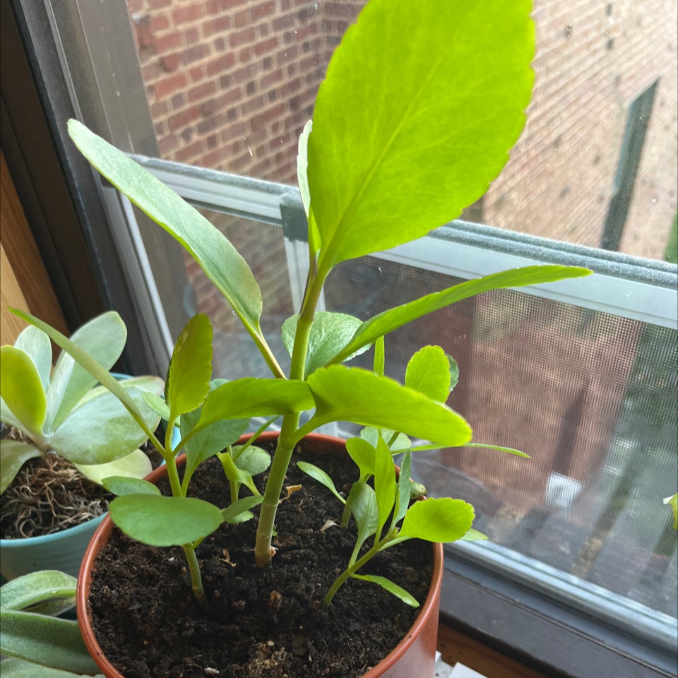 Cathedral Bells plant photo by @halphmarathon named the bells, bells, bells, bells on Greg, the plant care app.