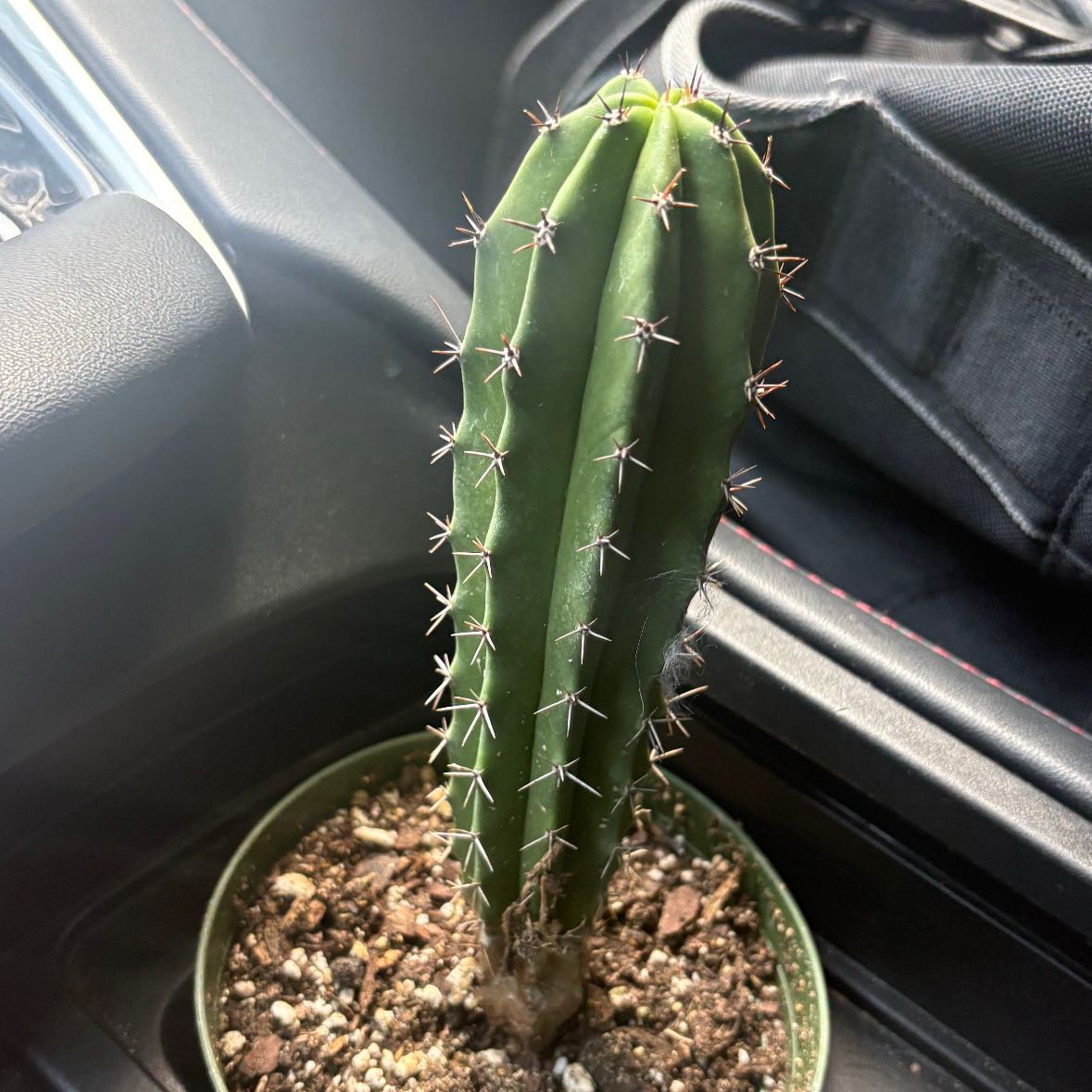Photo of the plant species Trichocereus macrogonus by @PolishedAtom30 named Trina on Greg, the plant care app